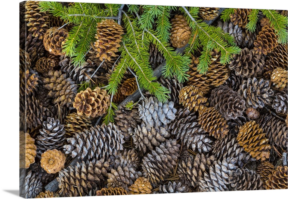 USA, Nevada, Great Basin National Park. Pine cones and Douglas fir bough.