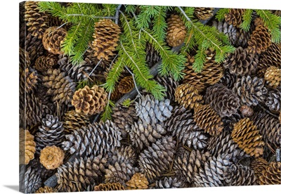 Nevada, Great Basin National Park. Pine cones and Douglas fir bough