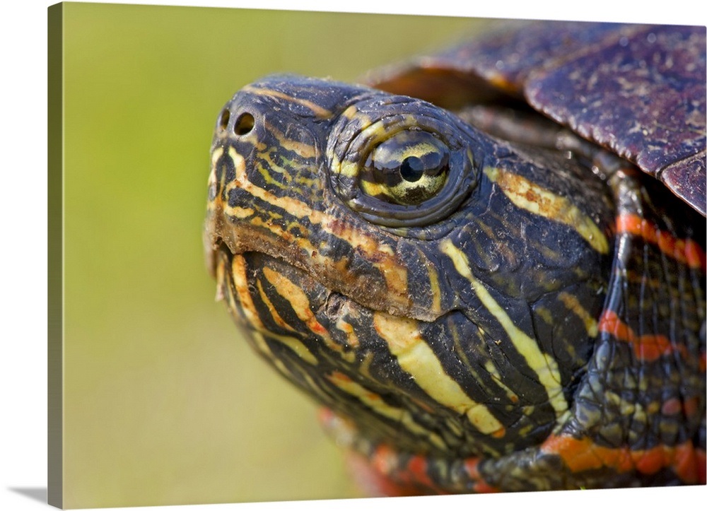 New Jersey, Great Swamp NWR. Eastern Painted Turtle Wall Art, Canvas