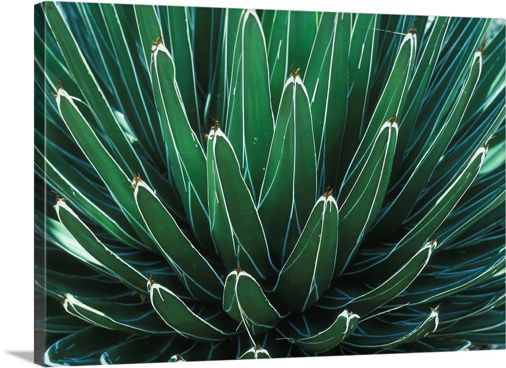 This Queen Victoria agave plant was on display at the Albuquerque botanical Gardens