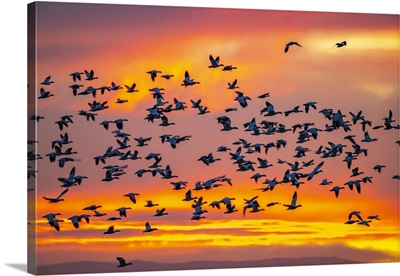 New Mexico, Bosque Del Apache National Wildlife Refuge, Snow Geese Flying At Sunrise