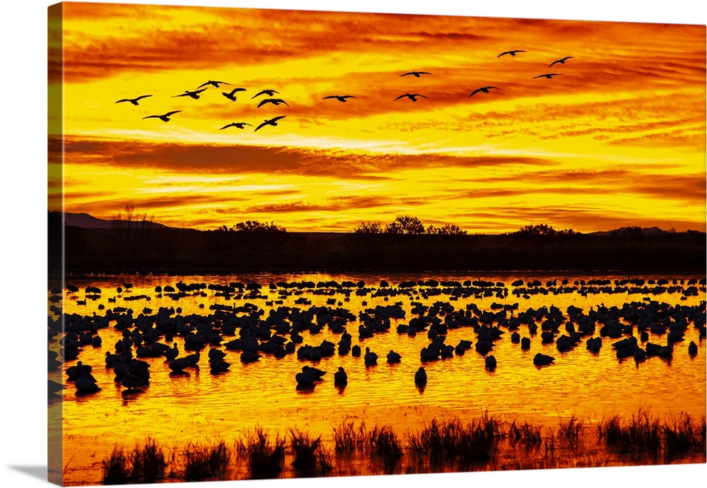 New Mexico, Bosque Del Apache National Wildlife Refuge, Snow Geese In Water, Sunrise