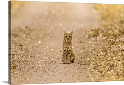 New Mexico, Bosque Del Apache National Wildlife Refuge, Wild Bobcat Sitting On Trail