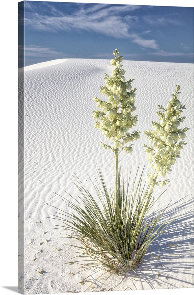 New Mexico's White Sands National Park.