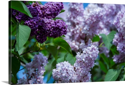 New York, Lilac flowers in bloom