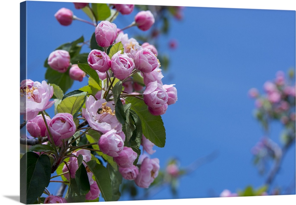 New York. Pink roses with blue sky.