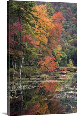 New York State, Autumn Trees Reflected In Oxbow Lake Outlet