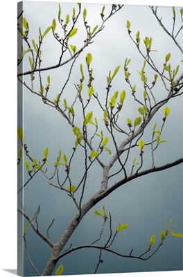 New York State, Beech Tree In Spring