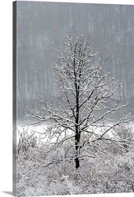 New York State, Lone Winter Tree