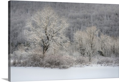 New York State, Morning Sunlight On Snow Covered Trees