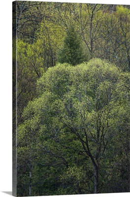 New York State, Spring Trees In Bloom