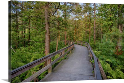 New York State, The Boardwalk That Winds Through The Wetlands Of Labrador Pond