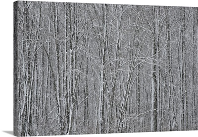 New York State, Winter Trees During A Snowfall