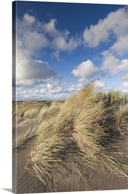 New Zealand, North Island, Wanganui, Castlecliff Beach, dune grass