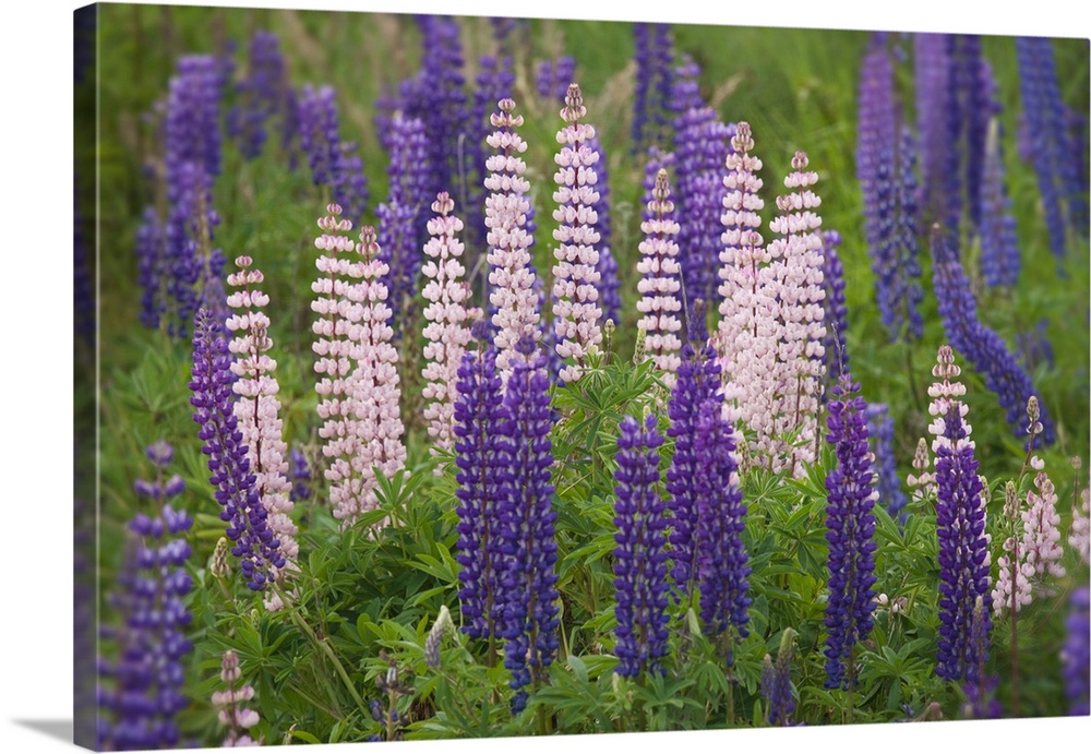 New Zealand, South Island. Lupine flower scenic. Credit: Dennis Flaherty
