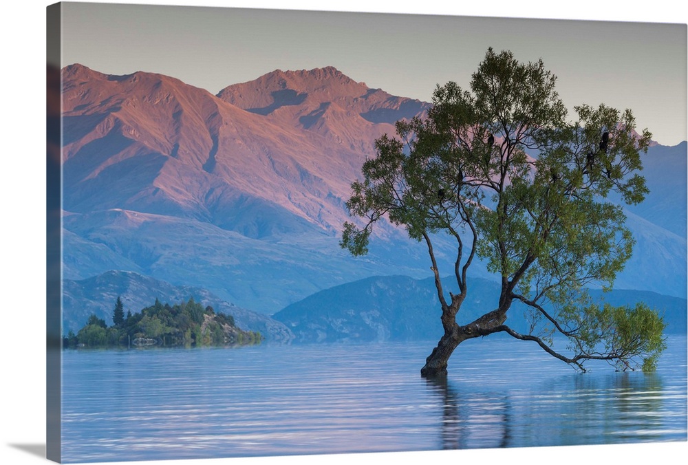 New Zealand, South Island, Otago, Wanaka, Lake Wanaka, solitary tree, dawn