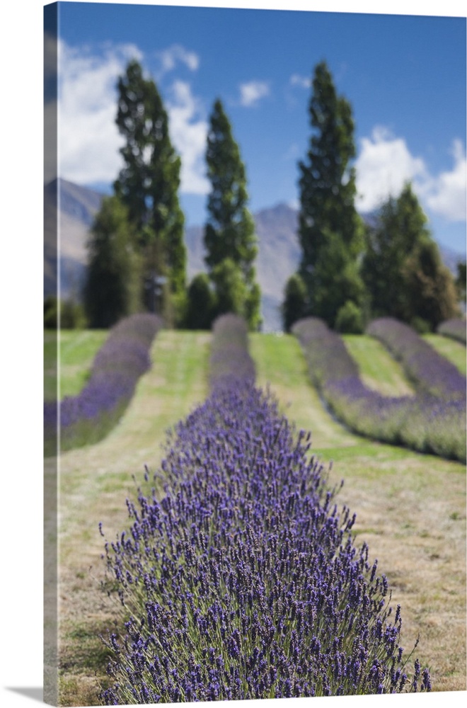 New Zealand, South Island, Otago, Wanaka, lavender farm
