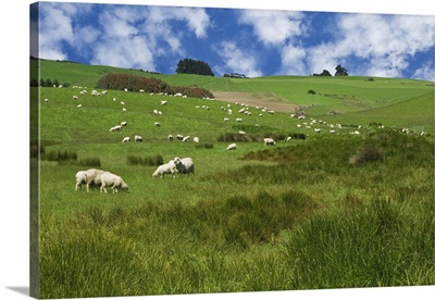 New Zealand, South Island, Sheep Graze In Pasture