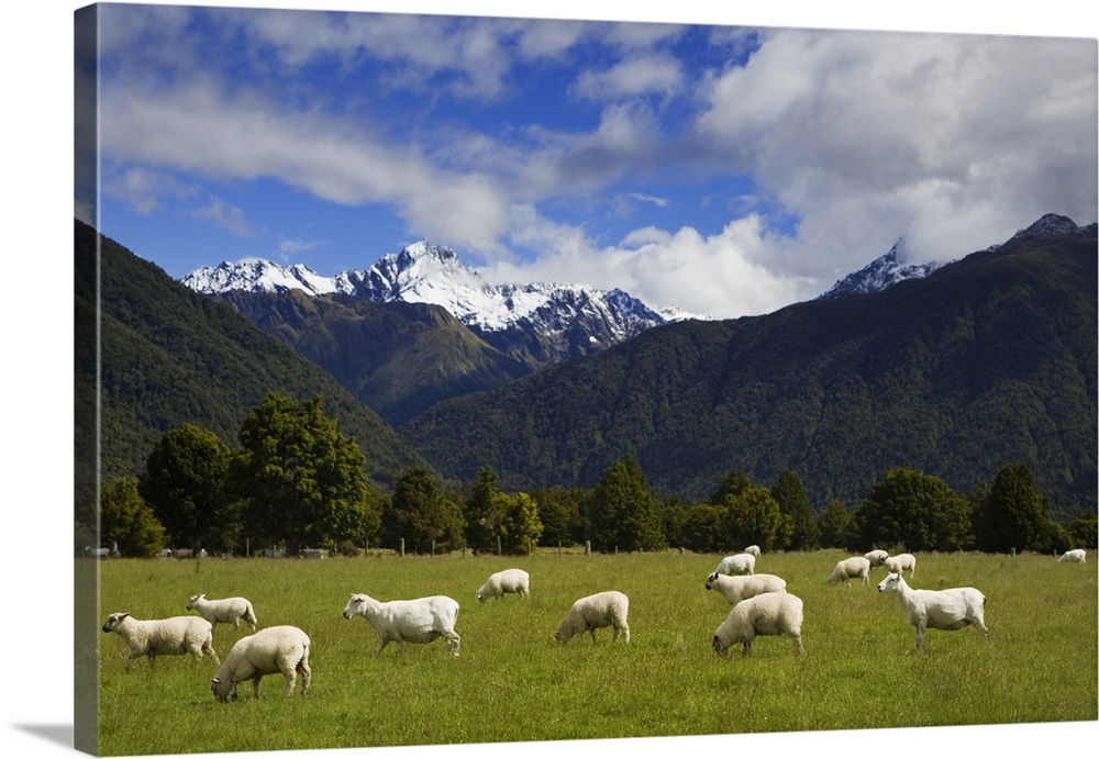 New Zealand, South Island. Sheep grazing in pasture. Credit: Dennis Flaherty