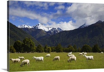 New Zealand, South Island, Sheep Grazing In Pasture