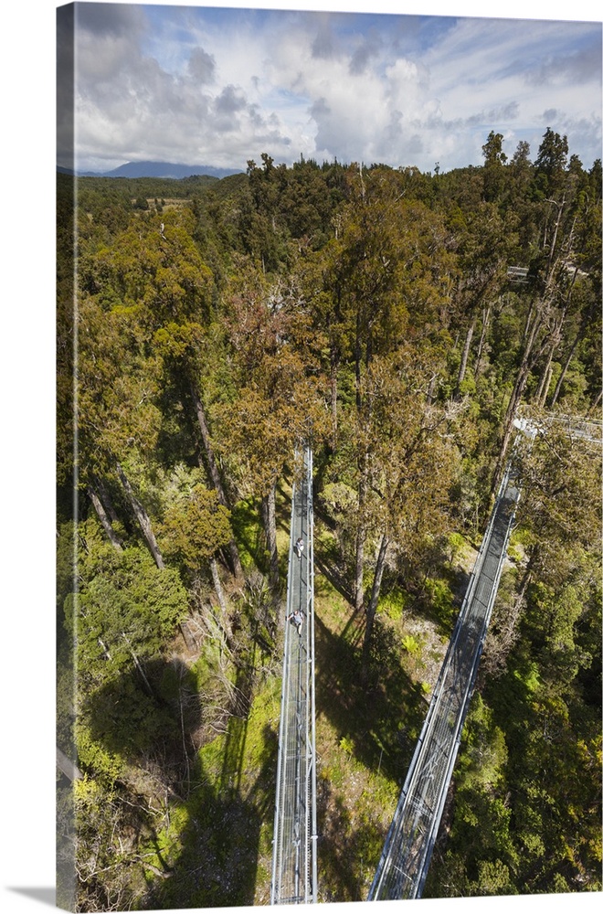 New Zealand, South Island, West Coast, Hokitika, West Coast Treetops Walkway, elevated steel walkway 20 meters above the f...