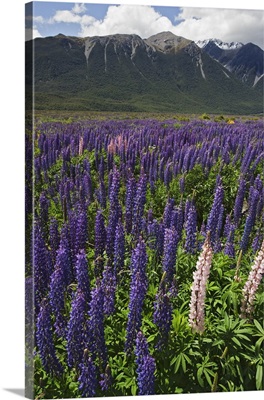 New Zealand. Wild lupine flowers and mountain.