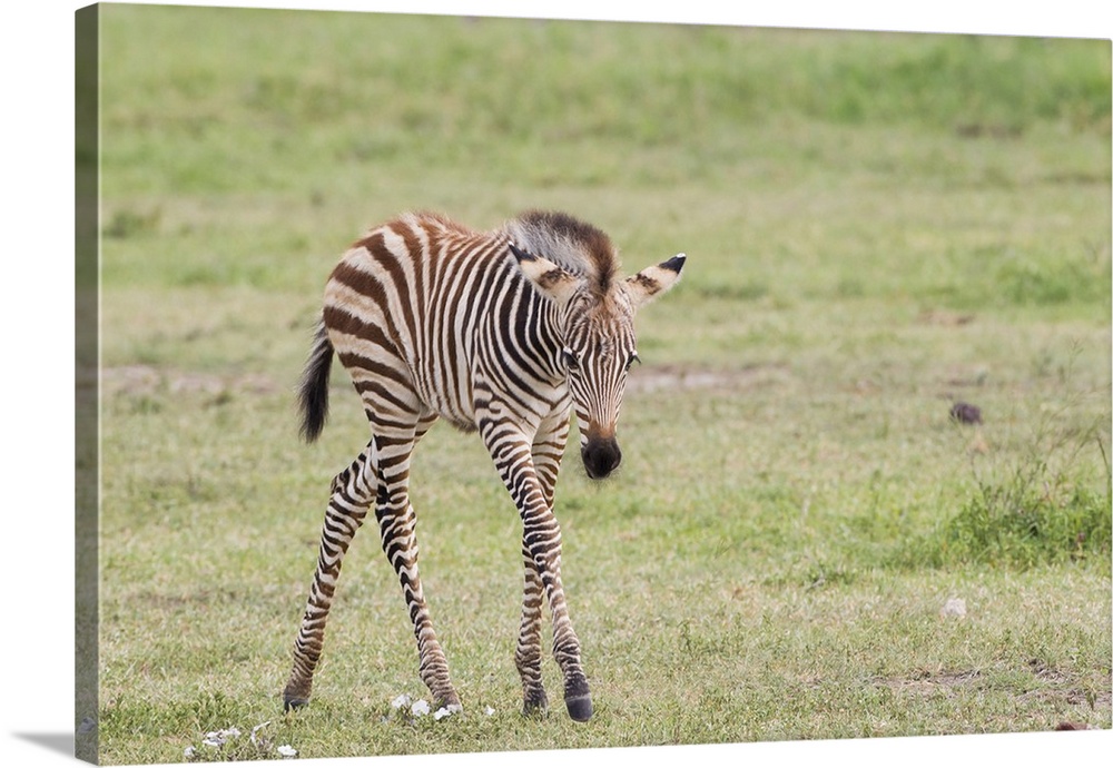 https://static.greatbigcanvas.com/images/singlecanvas_thick_none/danita-delimont/newborn-zebra-colt-with-long-skinny-legs,2478892.jpg