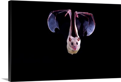 Nile Rousette Fruit Bat in Flight, Rousettus aegypticus, Native to Egypt