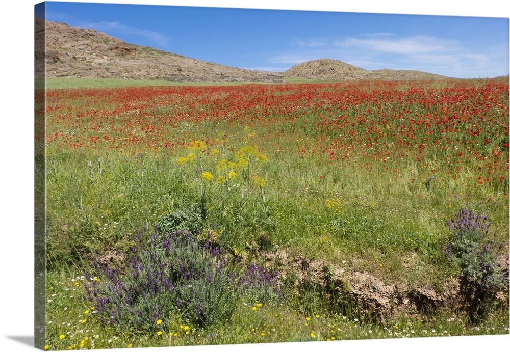 North Africa, Morocco, Taounate, spring flowers bloom. Verbena, Coreopsis, Atlantic Poppy(papaver Atlanticum), lavender, S...