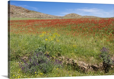 North Africa, Morocco, Taounate, Spring Flowers Bloom