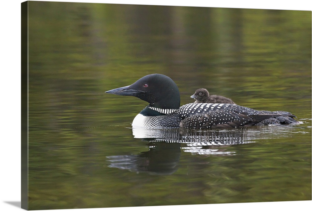 North America, Canada, British Columbia. Common Loon (Gavia immer) with a chick on its back.