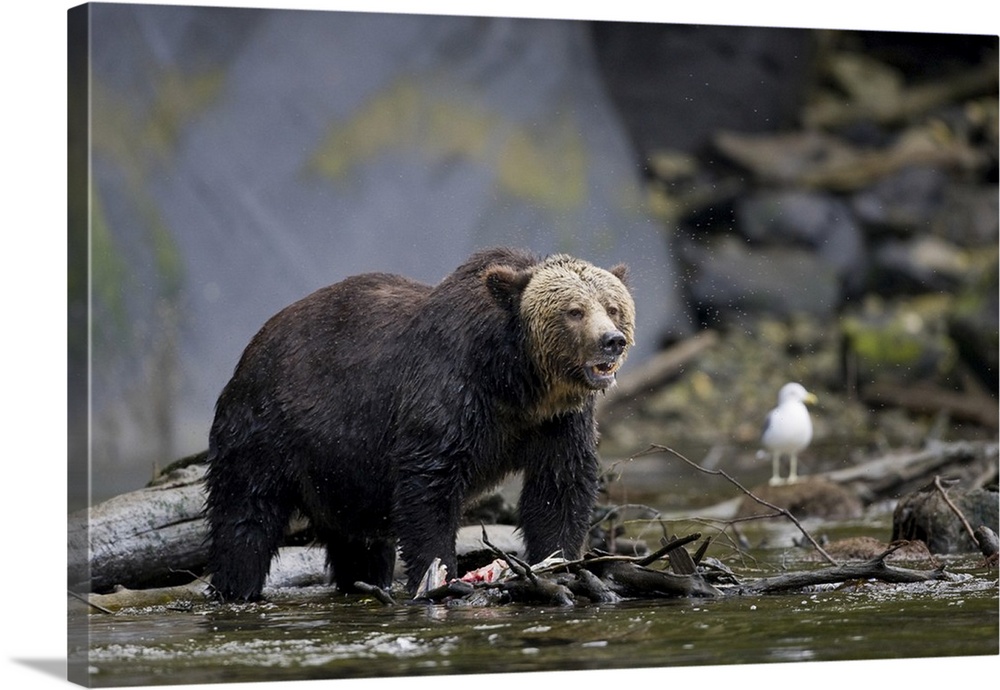 North America, Canada, British Columbia. Grizzly bear eating salmon..