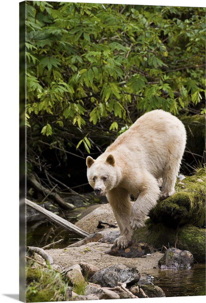 North America, Canada, British Columbia, Princess Royal Island. Kermode (Spirit) Bear.