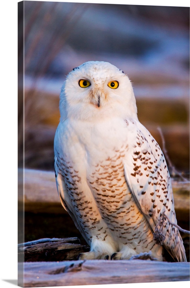 North America; Canada; British Columbia; Snowy Owl Waiting for Prey