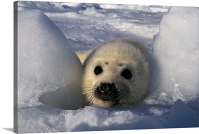 North America, Canada, Gulf of St. Lawrence. Harp Seal