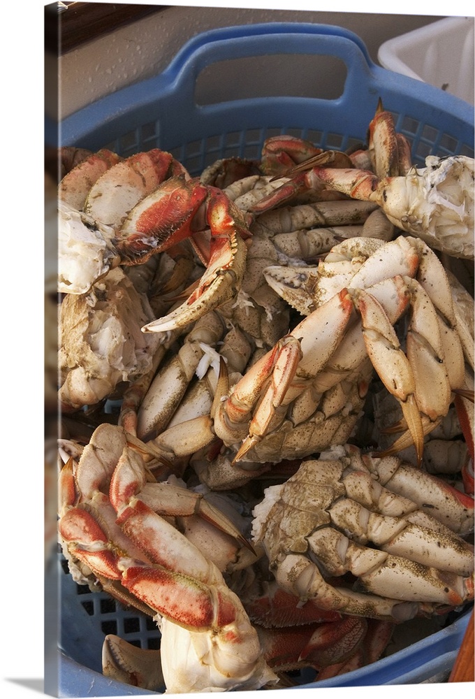 North America, Canada, Queen Charlotte Islands, Dungeness cooked crab.