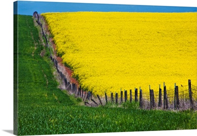 North America, Idaho, Grangeville, Canola Field in Full Fresh Bloom Along Fenceline