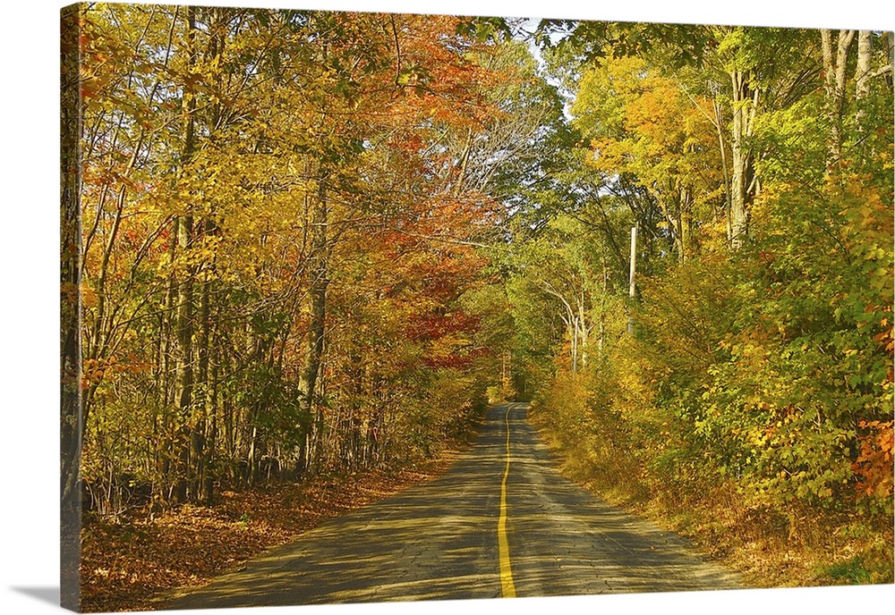 North America, USA, New England.  A rural road in New England under a canopy of fall foliage.