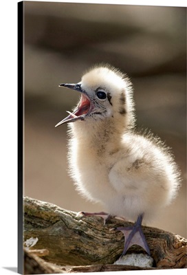 North America, Northwestern Hawaiian Islands, Midway Atoll.   White Tern Chick Yawning.