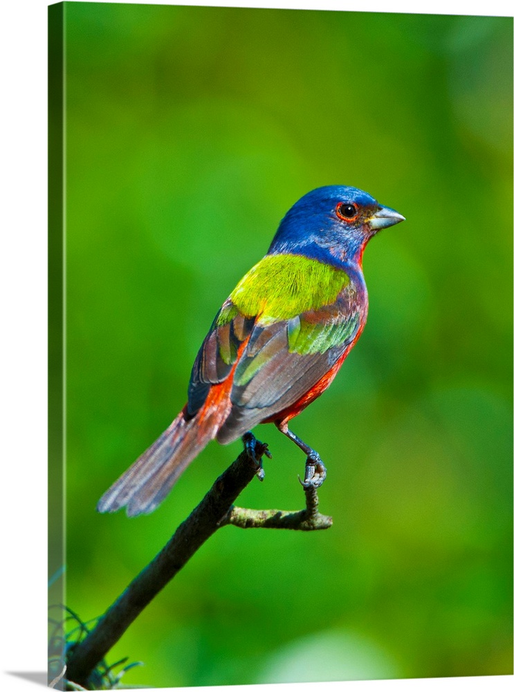 North America, USA, Florida, Immokalee, Painted Bunting