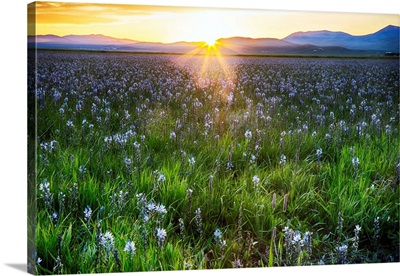 North America, USA, Idaho, Fairfield, Camas Prairie, Sunset in the Camas Prairie