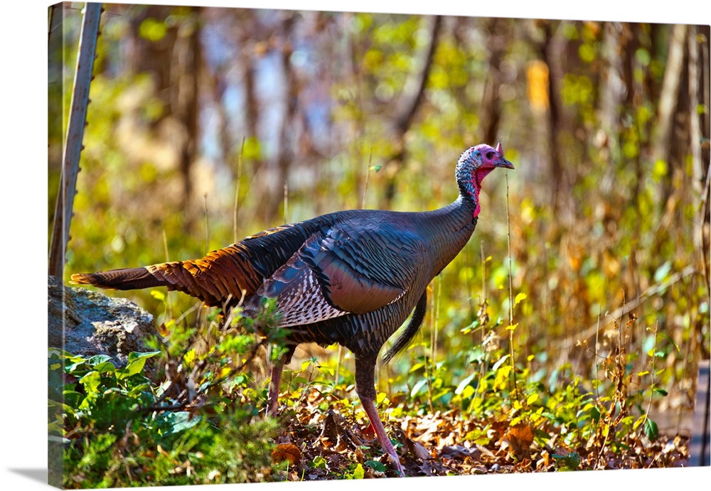 North America, USA, Minnesota, Mendota Heights , Wild Turkey