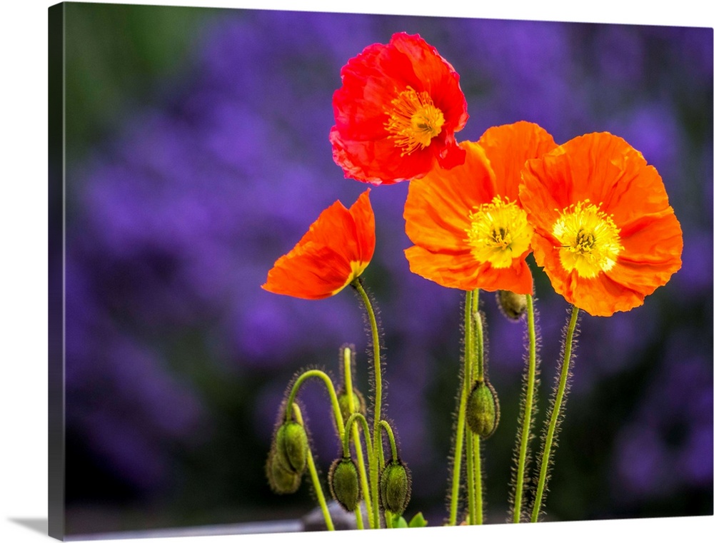 North America, USA, Washington, Poppies on Display