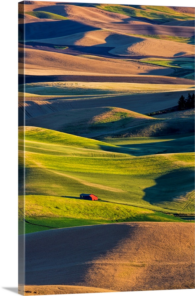 North America, USA, Washington, Red Barn in Fields of Spring and Winter Wheat