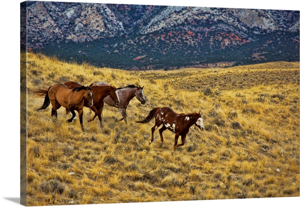 North America, USA, Wyoming, Shell, Big Horn Mountains, Horses Running in Field.