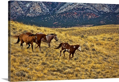 North America, USA, Wyoming, Shell, Big Horn Mountains, Horses Running In Field