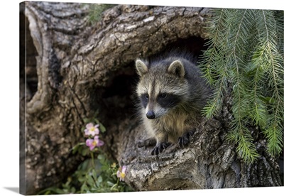 North American Raccoon, In Hollow Log, Procyon Lotor, Montana