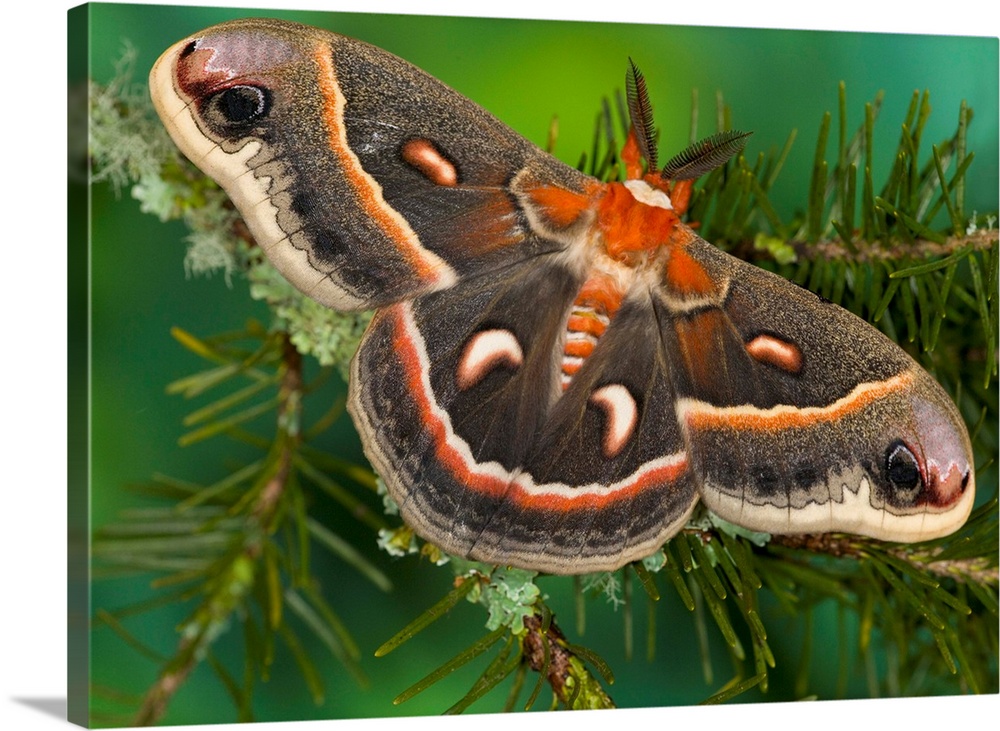 Sammamish, Washington, North American Silk Moth Cecropia, or the Red Robin Moth.