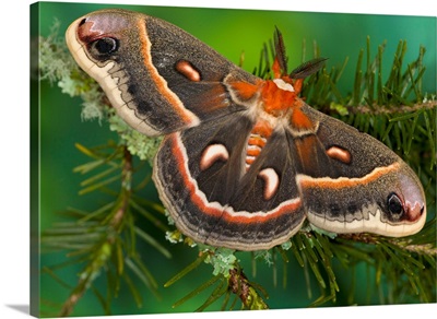 North American Silk Moth Cecropia, or the Red Robin Moth