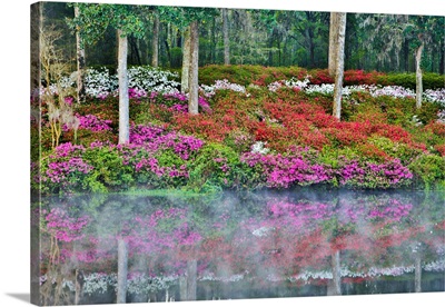 North Carolina, Charleston, Middleton Place, Azaleas Reflecting In The Lake